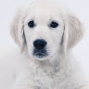 Meet your Posher, Bellamy